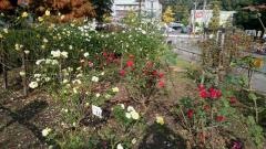 日野中央公園
