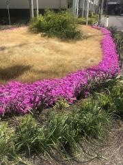 五条街園