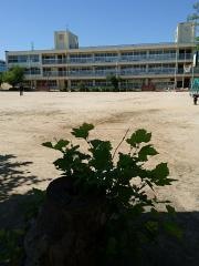 片桐西小学校