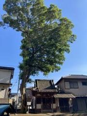 倶梨迦羅不動尊