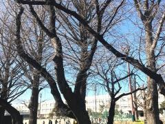 大和小学校