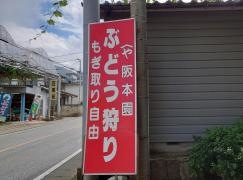 阪本ぶどう狩園