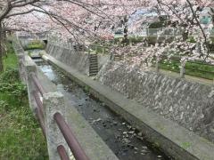 一本松川緑道