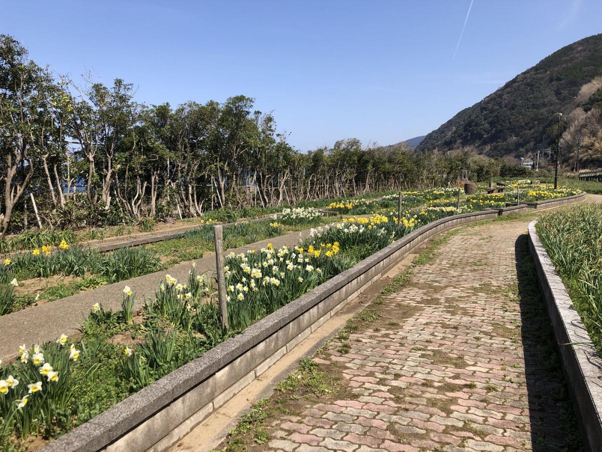 越前水仙の里公園写真1