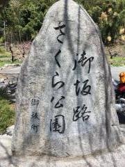 御坂路さくら公園