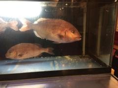すし銚子丸　行徳店