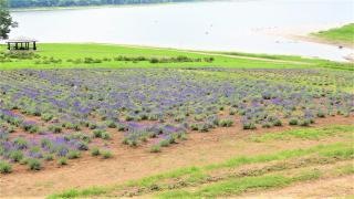 かなやま湖森林公園