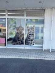 ペットショップ犬の家＆猫の里　七宝店