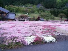 国田家の芝桜