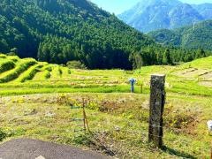 丸山千枚田