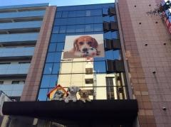日本動物専門学校