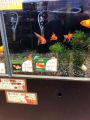 ペッツワン　東大阪店