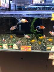 ペッツワン　東大阪店
