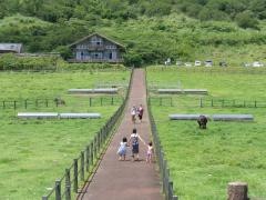八丈富士ふれあい牧場