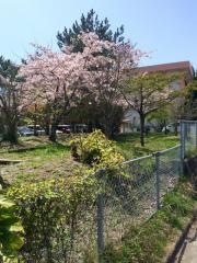飯島小学校
