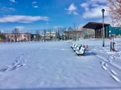新琴似中央公園