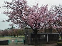 丸山公園