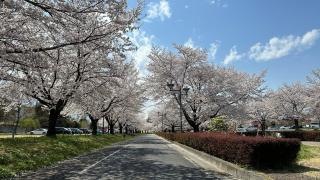古河総合公園
