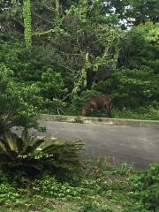 都井岬