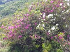 大平つつじ山