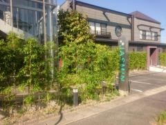ジャスミン