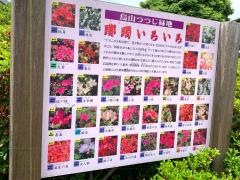 西沢つつじ園