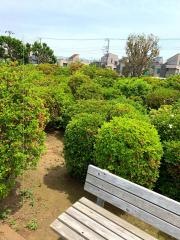 西沢つつじ園