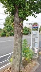 「最戸橋」バス停留所