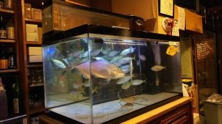 居酒屋まつやま、本店