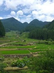 四谷の千枚田