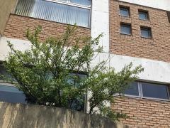 山内産婦人科クリニック