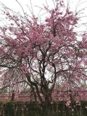 舞鶴公園
