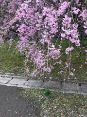 舞鶴公園