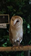 ふくろうカフェ・アース（地球）