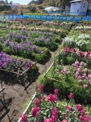 七浦の花畑