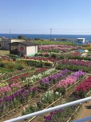 七浦の花畑