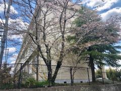 豊地小学校