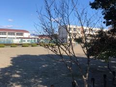 泉小学校