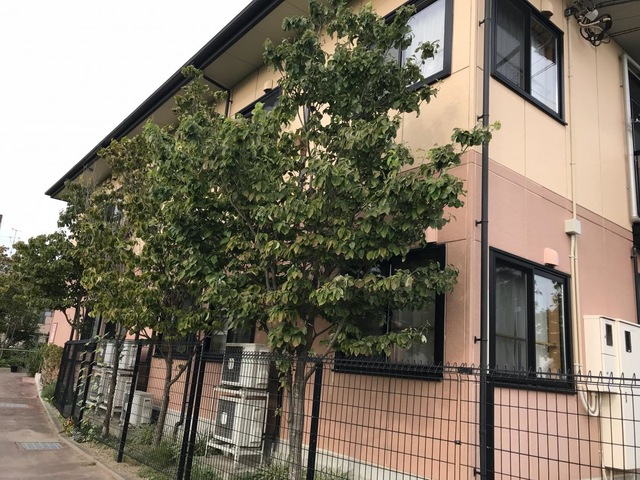 ニチイのほほえみ大和桜森