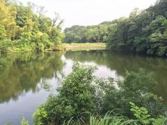 赤坂の池