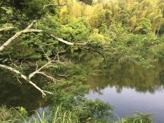 赤坂の池