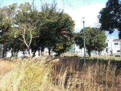 浜田1号緑地