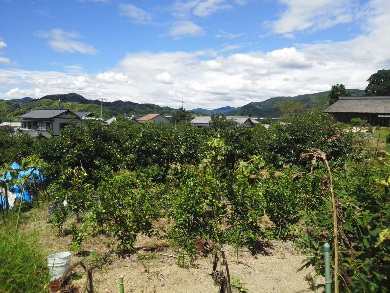 柑康園