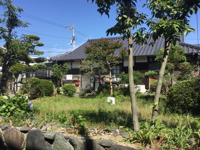 香り草
