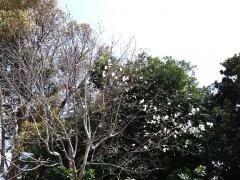 奥田公園