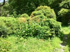 蓬莱園