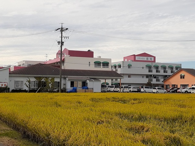 信竜