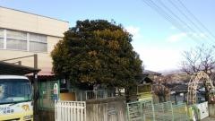 白ばら幼稚園