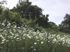 川平四丁目西緑地