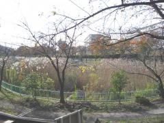 唐竹公園